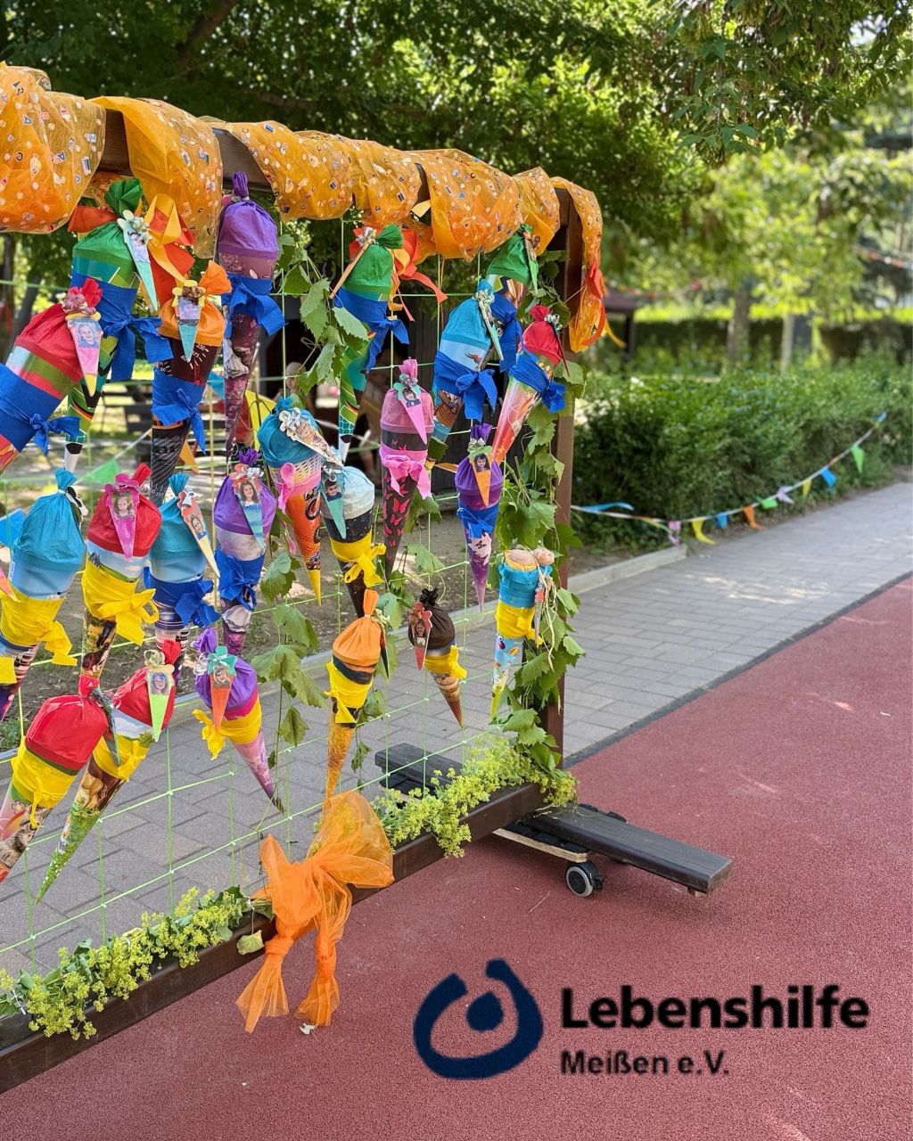 Bild 10 Zuckertütenbaum