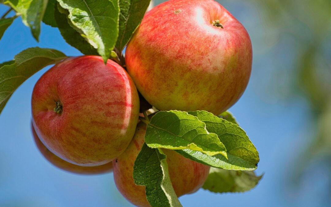 Eine Spende für den Naschgarten